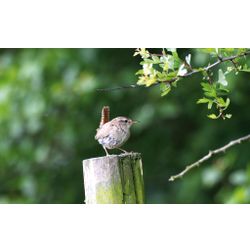 Wren