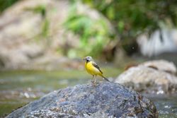 Grote Gele Kwikstaart