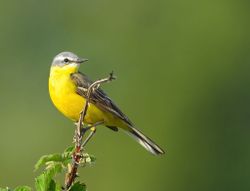 Grote Gele Kwikstaart