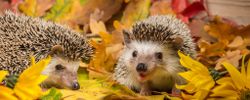 Igel