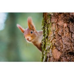 Eurasische Eichhörnchen