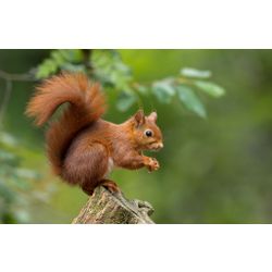 Eurasische Eichhörnchen