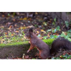 Eurasische Eichhörnchen