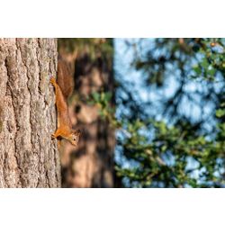 Eurasische Eichhörnchen