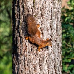 Eurasische Eichhörnchen