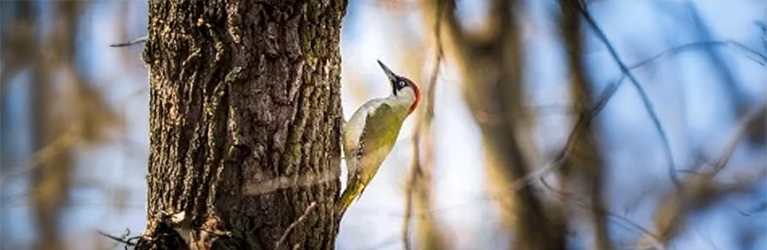 Arjan op zoek naar de bonte specht