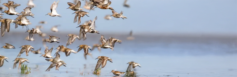 De vogeltrek is begonnen