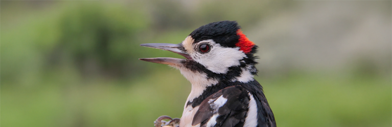 Een bonte verzameling spechten