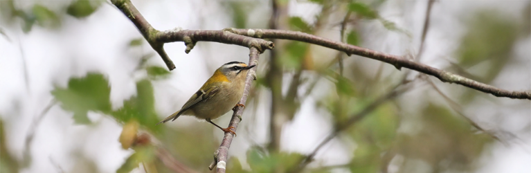Gevleugelde kerstballen door Arjan Dwarshuis