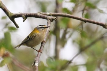 Gevleugelde kerstballen door Arjan Dwarshuis