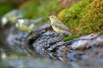 De vogelnieuwtjes van april