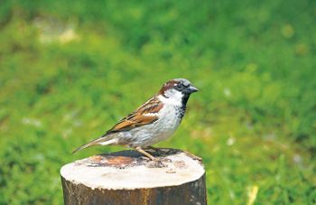 Silent Spring door Arjan Dwarshuis