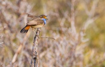 Vogels en vrijheid door Arjan Dwarshuis