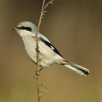 Vogels en vuurwerk door Arjan Dwarshuis