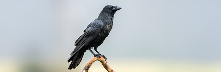 Zijn vogels intelligent? door Arjan Dwarshuis