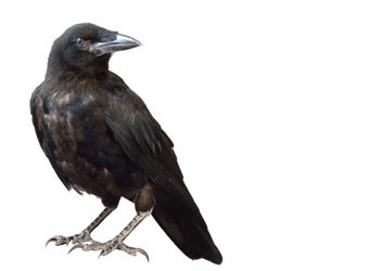 Zijn vogels intelligent? door Arjan Dwarshuis