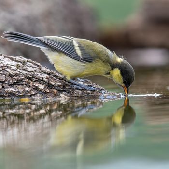 Zonder water geen vogels