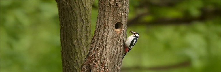 De grote bonte specht bestaat niet