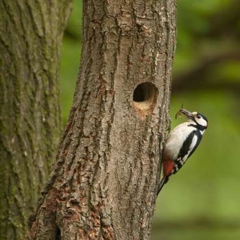 De grote bonte specht bestaat niet