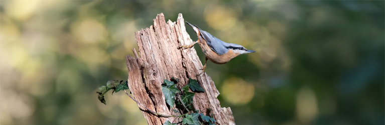 De tuin als provisiekast