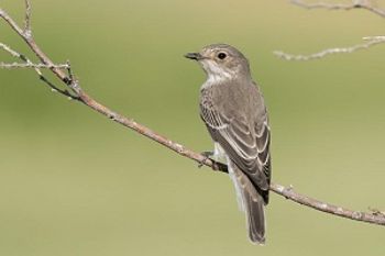 Grauwe vliegenvangers zijn zomervogels!