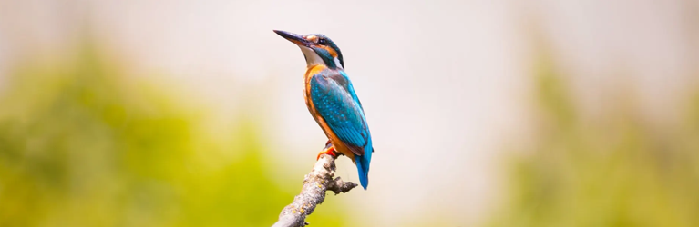 Ijsvogel flitst voorbij
