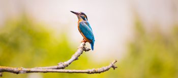 Ijsvogel flitst voorbij
