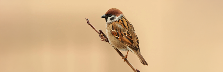 Natafelende Ringmussen