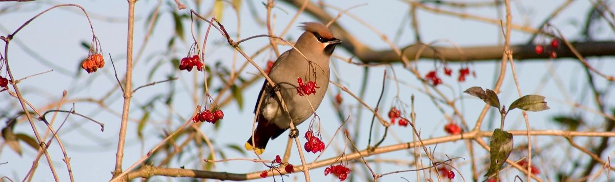 Geen rode Kerst dit jaar