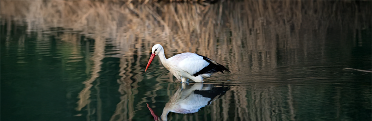 Ooievaars, nu weer ‘gewoon’