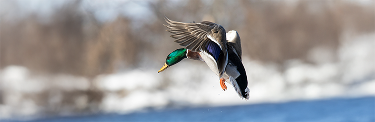 Opvallen of onzichtbaar zijn?