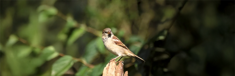 Ringmussen en huismussen hebben plenty vrije tijd