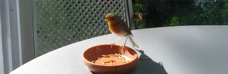 Roodborstje op uw hand?