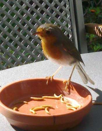 Roodborstje op uw hand?
