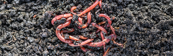 Samen wormen vangen