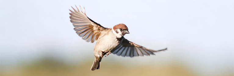 Versleten mannen zijn het mooist