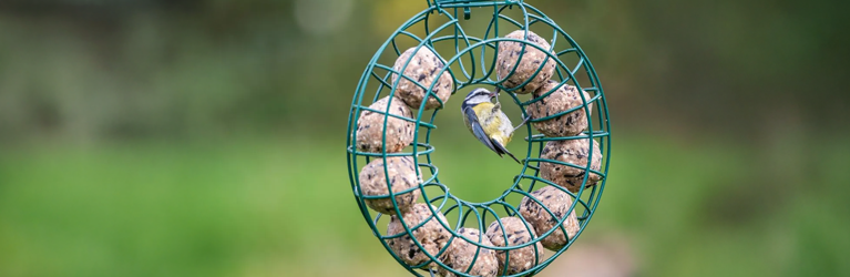 Vetbol trekt sperwer aan