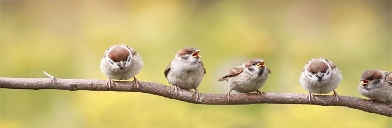 Welke vogel komt waar op af?
