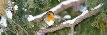 Vogels in de winter