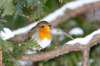 Vogels in de winter