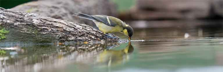 Zonder water geen vogels