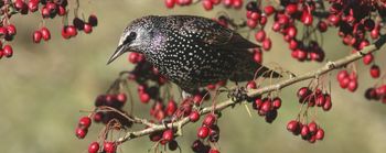 Zangvogels in de morgen