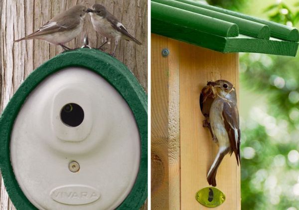 Vogels delen geen voordeur!