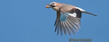 Ook vogels kunnen dronken worden