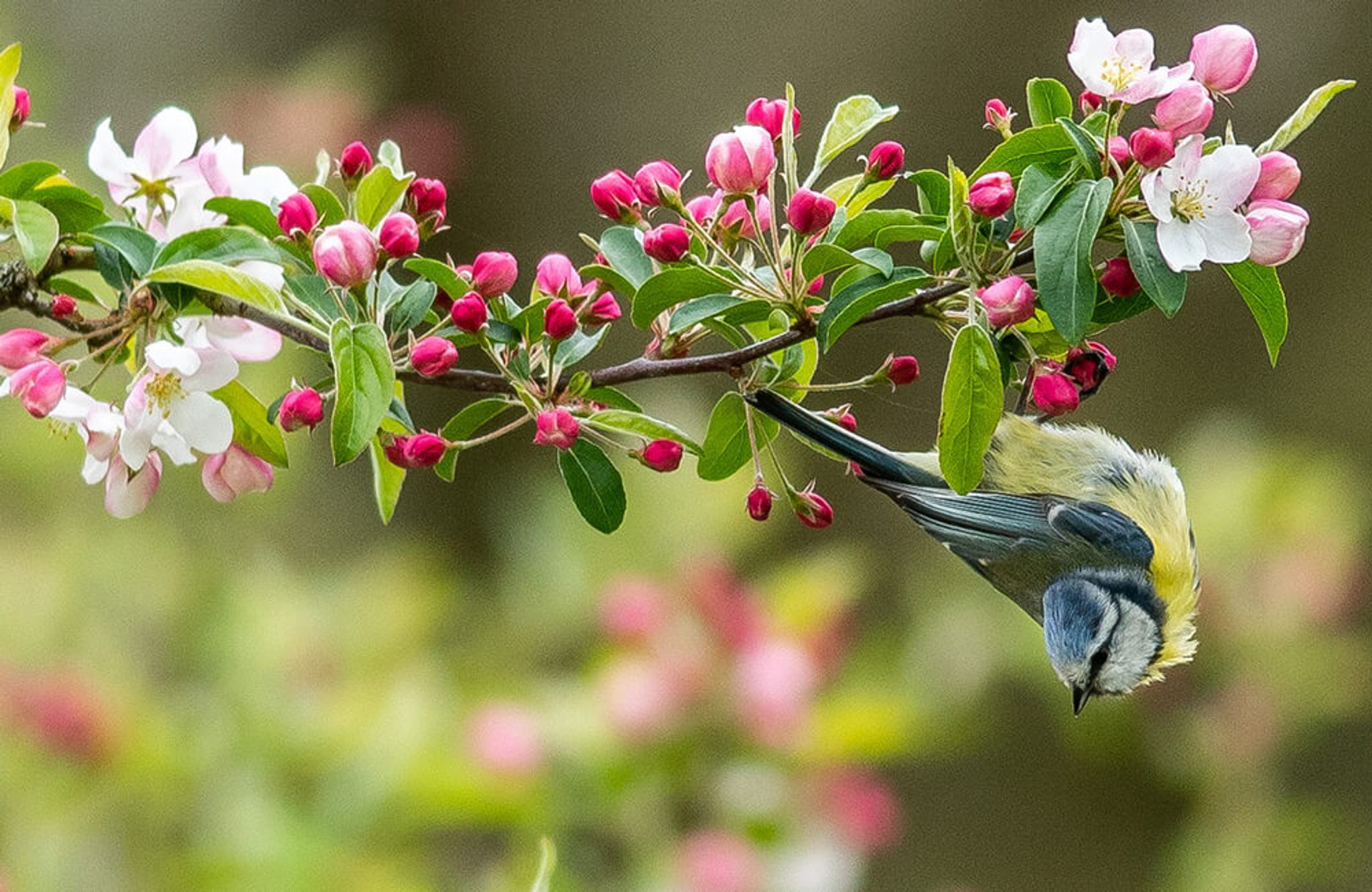 Blaumeise hängt kopfüber einen Ast eines Kirschbaums hinab.