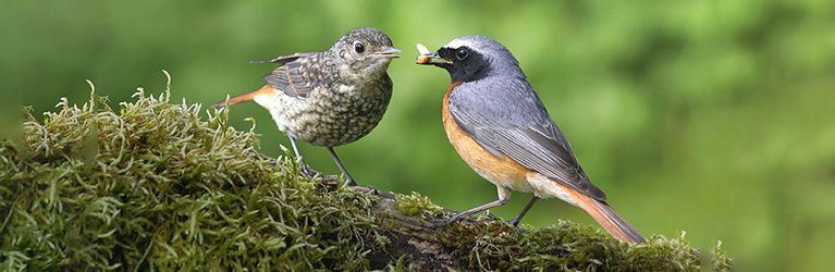 Wanneer stop je met het voeren van vogels in de zomer?