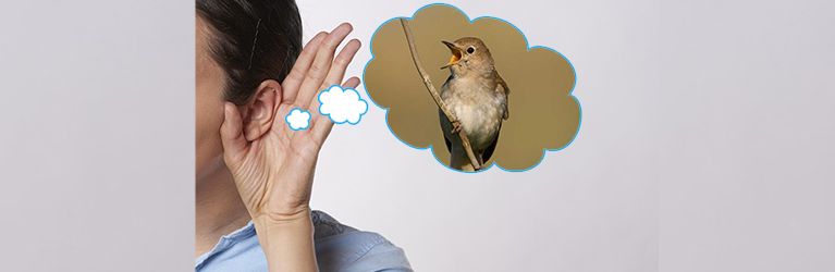 Hoe je een vogel herkent aan zijn zang