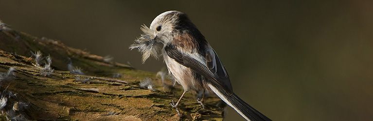 Welke materialen gebruiken vogels voor hun nesten?