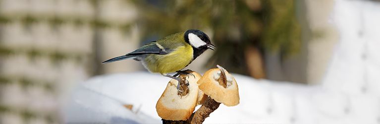 Le pain est-il sans danger pour les oiseaux ?