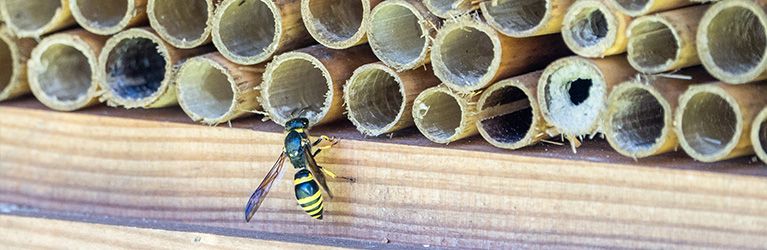 Hoe maak je een insectenhotel: een stapsgewijze gids